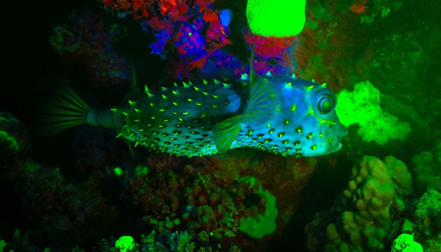 Su altındaki biyolojik ışıma Kızıldenizde kayıt altına alındı