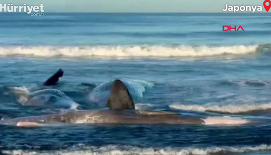 Deprem sonrası Japonya’da balinalar kıyıya vurdu