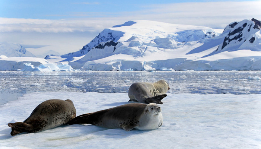 Gece hiç bitmiyor: Antarktika’da güneşin batmadığı büyüleyici yaz mevsimi