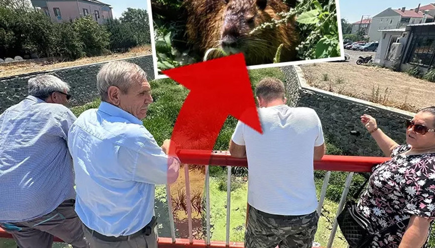 Kürkleri için çiftliklerde yetiştiriliyorlar Su taşkınıyla Edirneye geldiler Kürkleri için çiftliklerde yetiştiriliyorlar Su taşkınıyla Edirneye geldiler