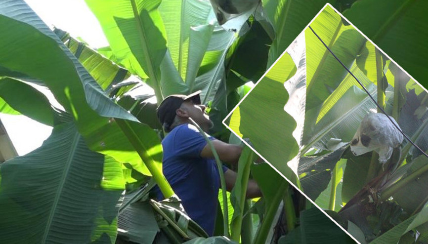 Rizede olmaz dediler inadı tuttu Zarar görmesin diye poşete sardı | Yatak yapacağız olgunlaşmaları için