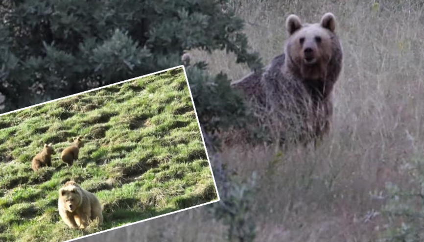 Yaylada iki farklı noktada görüldü: Boyutuyla dikkat çekti Gelir vurur arabayı devirir