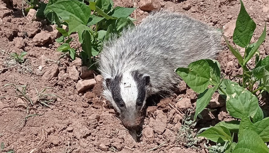 Batmanda görüntülendi... Nesli tükenme tehlikesi altında