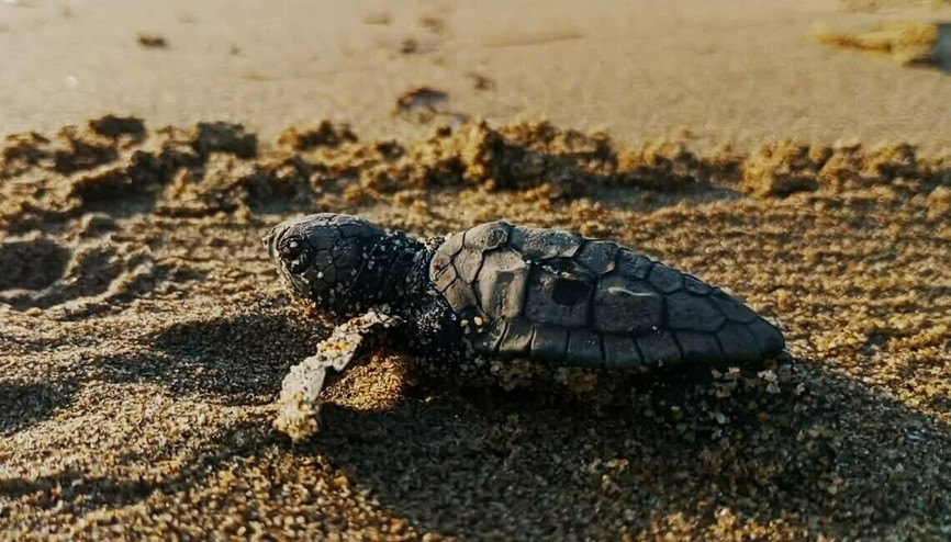 Kuşadasında yılın ilk caretta caretta yavruları sürpriz yuvadan çıktı