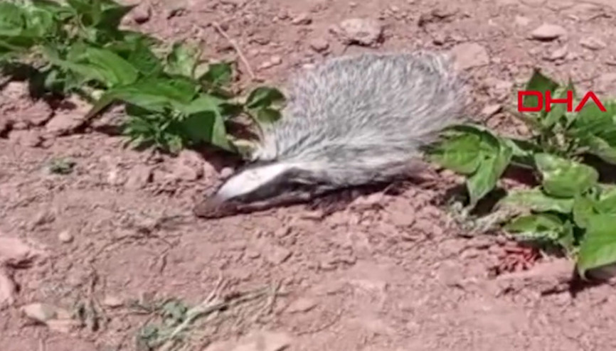 Nesli tükenme tehlikesi altındaki Avrasya Porsuğu görüntülendi