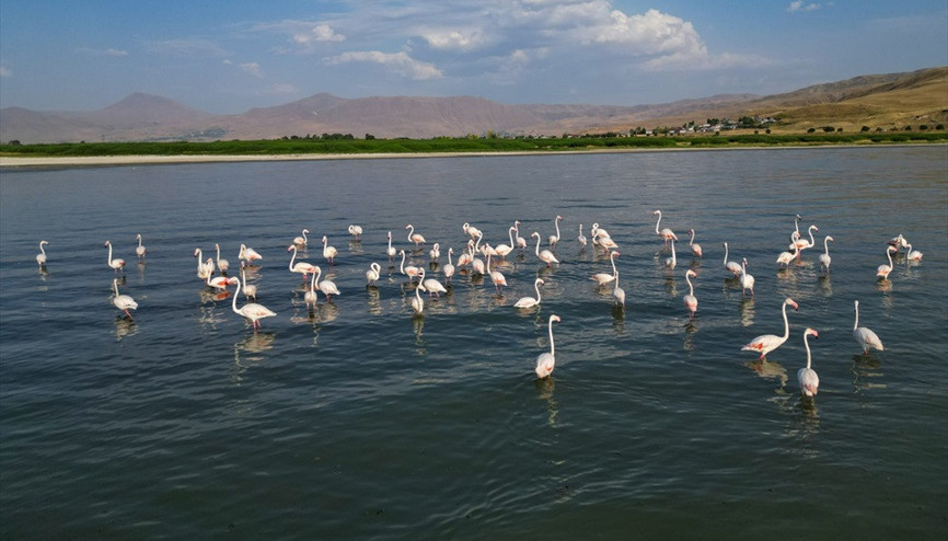 Flamingolar Van Gölüne renk katıyor