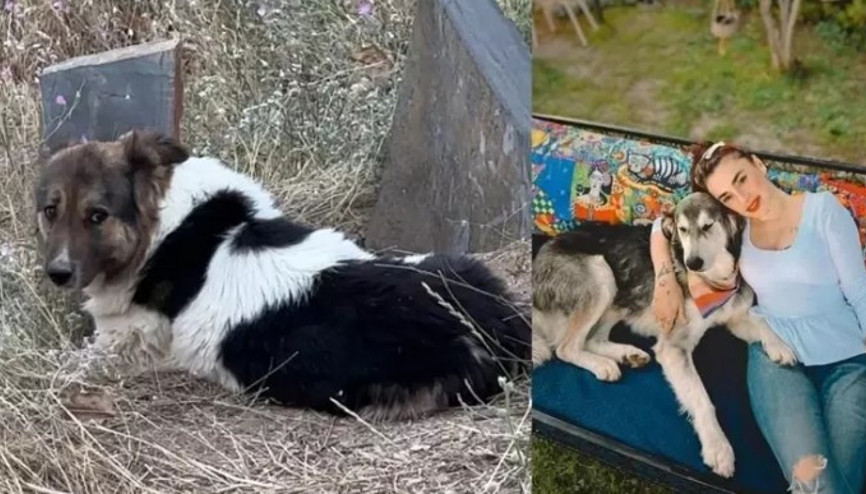 Vefat eden sahibinin mezarı başından ayrılmayan köpeği, sanatçı Ceylan Ertem sahiplendi Vefat eden sahibinin mezarı başından ayrılmayan köpeği, sanatçı Ceylan Ertem sahiplendi