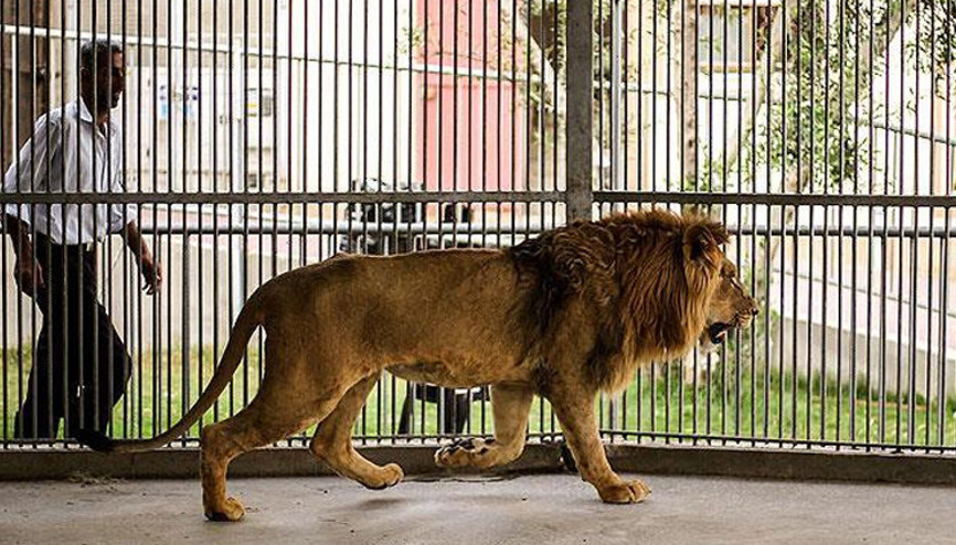 Danimarkada şaşırtan çağrı: Evcil hayvanlarınızı yırtıcılar için bağışlayın