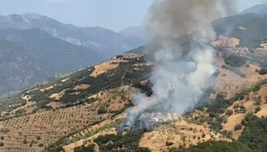 Aydında zeytinlik yangını