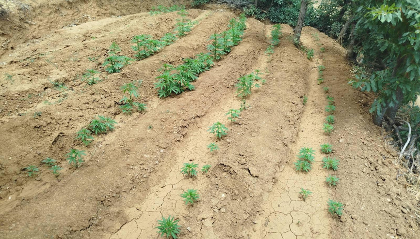 Bingöl’de bin 969 kök kenevir bitkisi ele geçirildi Bingöl’de bin 969 kök kenevir bitkisi ele geçirildi