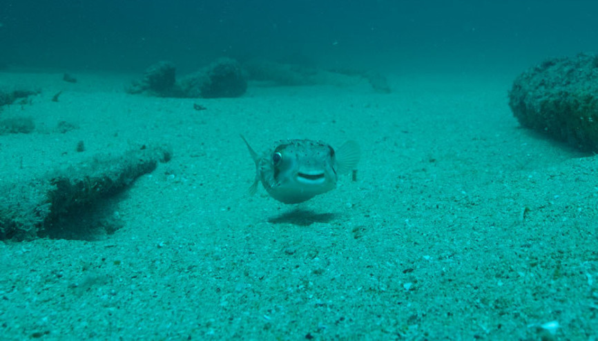 Denizlerimizi istila ediyor, sığ sularda yüzüyorlar Balon balığına dokunmak dahi ölümle sonuçlanabiliyor… Yüzen insanlara saldırıyorlar mı 6 SORU 6 YANIT