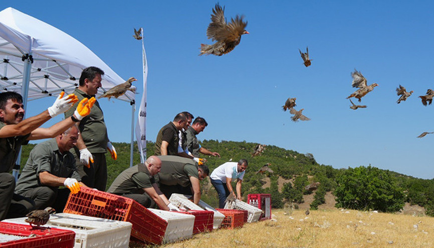 Mücadele sürüyor Son zamanlarda artan tehlikeye karşı doğaya salınıyorlar... Sayı 1 milyona yaklaştı