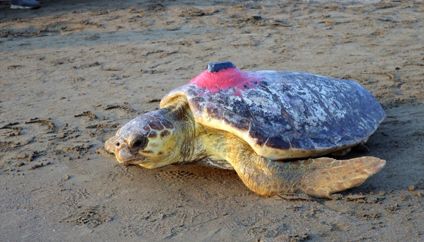Caretta caretta ‘Tuba’ ikinci dünya turuna salındı