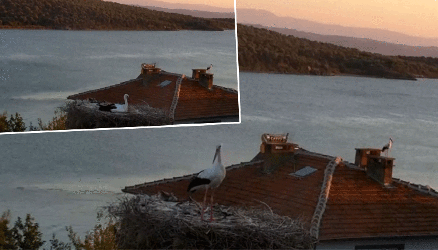 Köy sakinlerinin dikkatini çekti: Yaren leylek depremi önceden hissetti... O anlar kameraya yansıdı