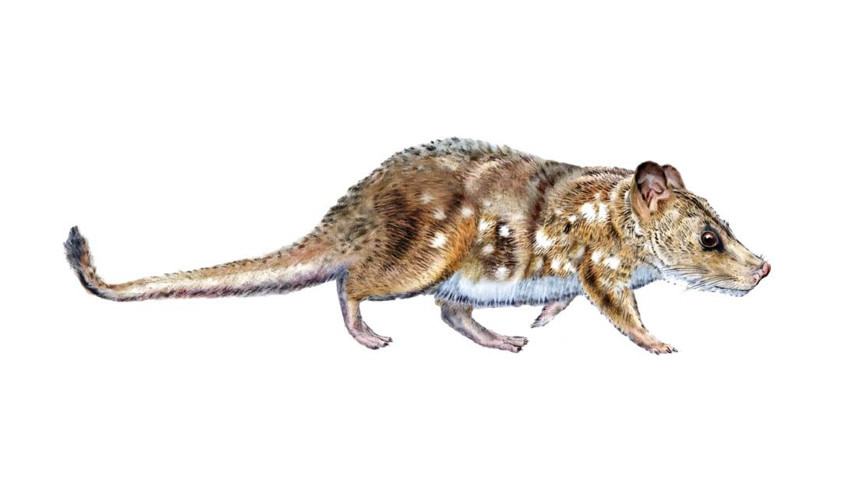 74 milyon yıllık etobur fosili