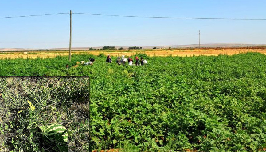 Kiliste yoldan geçenler için ekti Ücretsiz herkes alabiliyor