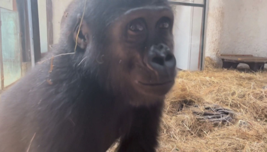 İstanbul  - Goril Zeytinin ülkesine dönmesi için hazırlıklar başladı