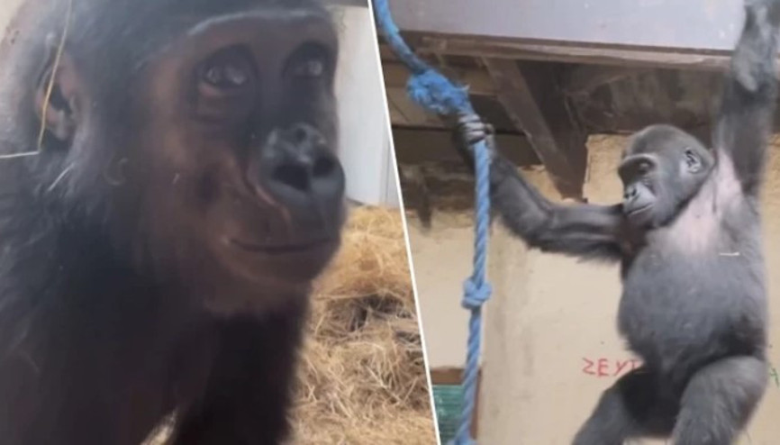 Yavru goril ‘Zeytin’in ülkesine dönmesi için hazırlıklar başladı