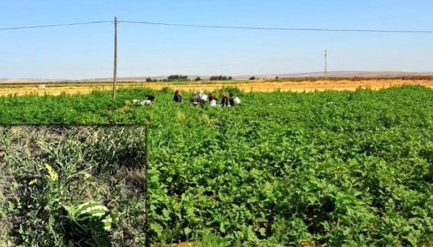 Yoldan geçen vatandaşlar için karpuz ekti: Ücretsiz herkes alabiliyor