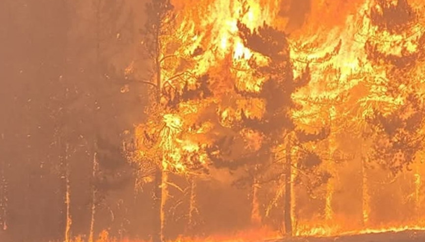Bolu’da orman yangınına neden olan 1 şüpheli tutuklandı