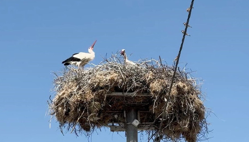 Yaren leyleğin yavruları göç yolculuğuna başladı: Biri Mısıra, diğeri Batı Şeriaya göç etti