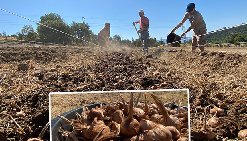 Kilosu 450 bin liradan satılıyor Safranbolu ilçesinde ekimi başlandı