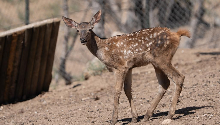 Hoş Geldin ‘Benek’