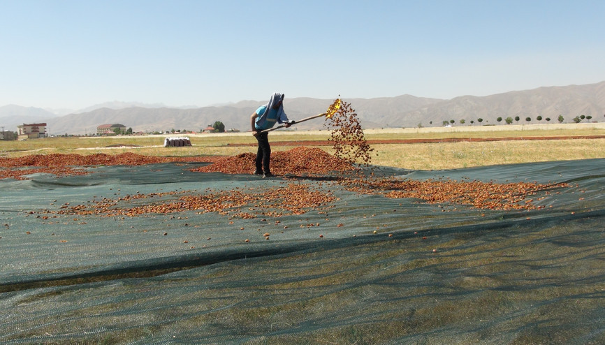 Yüksekovada ekşi elma mesaisi Yüksekovada ekşi elma mesaisi