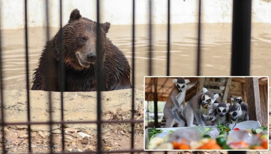 Tarsus Doğa Parkı’nda sıcaktan etkilenen hayvanlara buzlu meyve