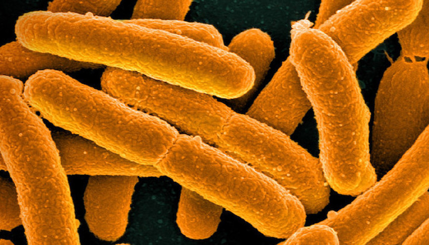 Bilim insanları “daha sade” genetik koda sahip yapay bakteri üretti Bilim insanları “daha sade” genetik koda sahip yapay bakteri üretti