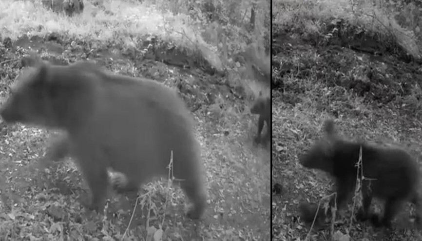 Ormanda ilerlerken 3 yavrusuyla fotokapana yakalandı Çevreyi böyle izledi