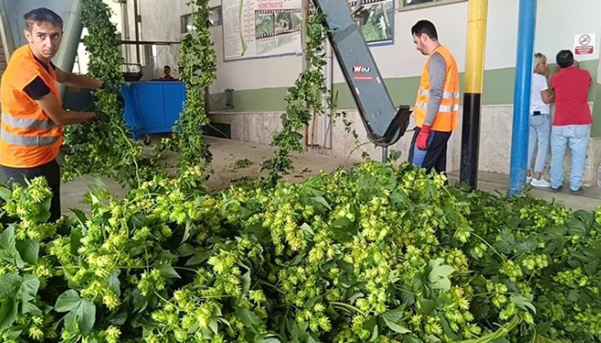 ‘Yeşil Altın’ diye adlandırılıyor.. Yetiştiği tek yerde bitkinin hasadı başladı