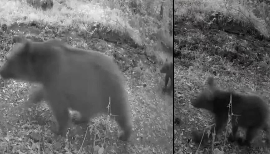 Boluda anne ayı ve 3 yavrusu görüntülendi