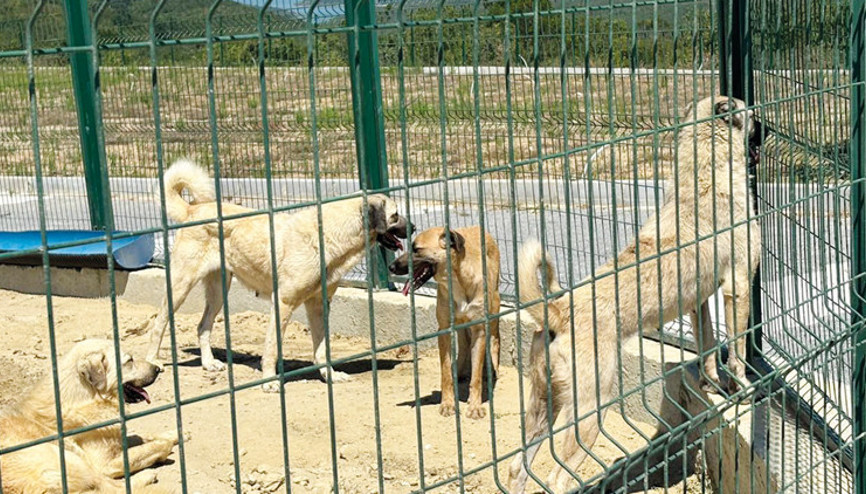 İstanbul Valiliği uyarmıştı: Köpekler toplanıyor