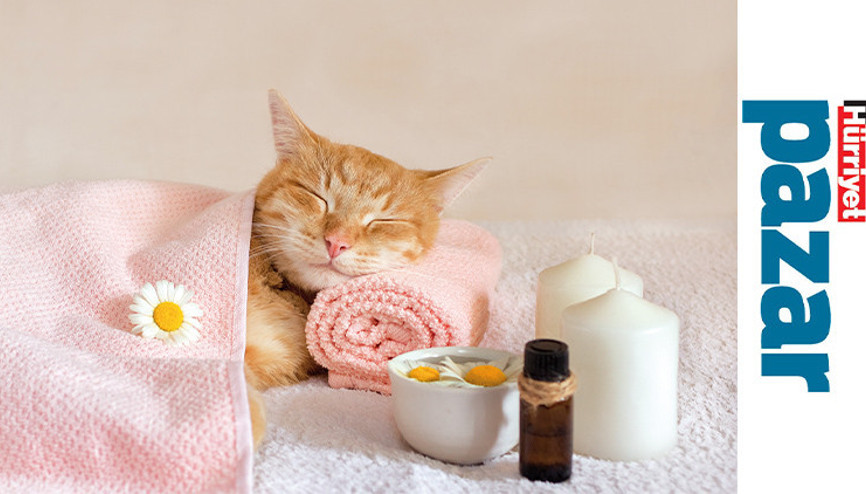 5 soruda kedilerde aromaterapi: Onlara da iyi gelebilir