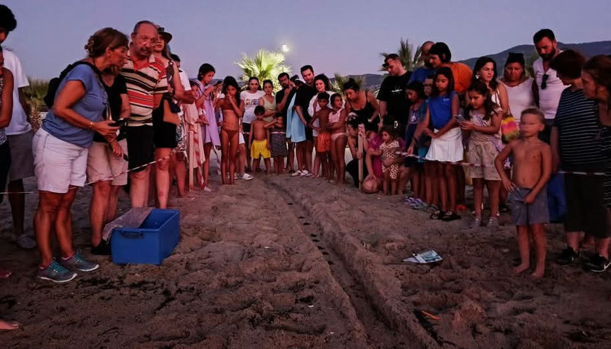 Kuşadası’nda caretta caretta yavruları denizle buluştu