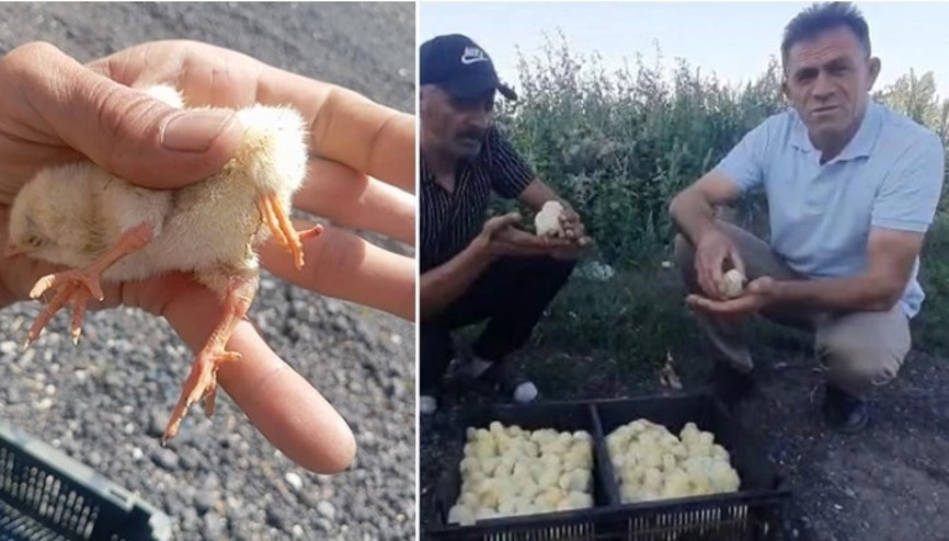 20 yıllık besiciyi şaşırtan olay: Diğerleriyle hiçbir farkı yok, bunu ilk defa gördük