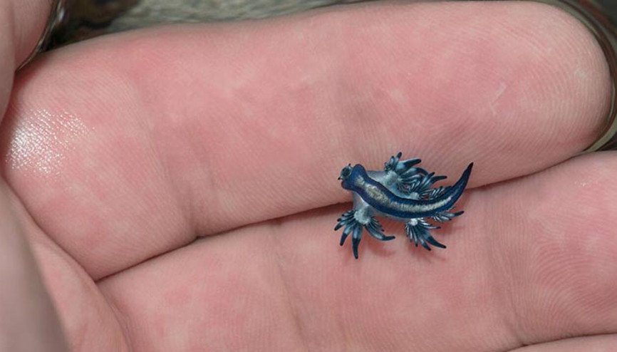 İspanya alarmda Mavi ejderha plajları kapattı