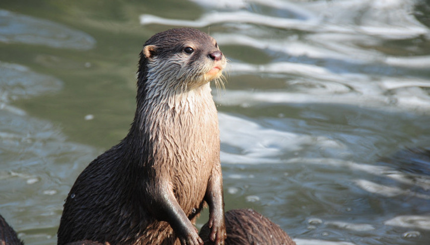 Su samurlarıyla birlikte yüzüyoruz Kıyılarda görülmesi normal mi Yüzen insanlara saldırır mı