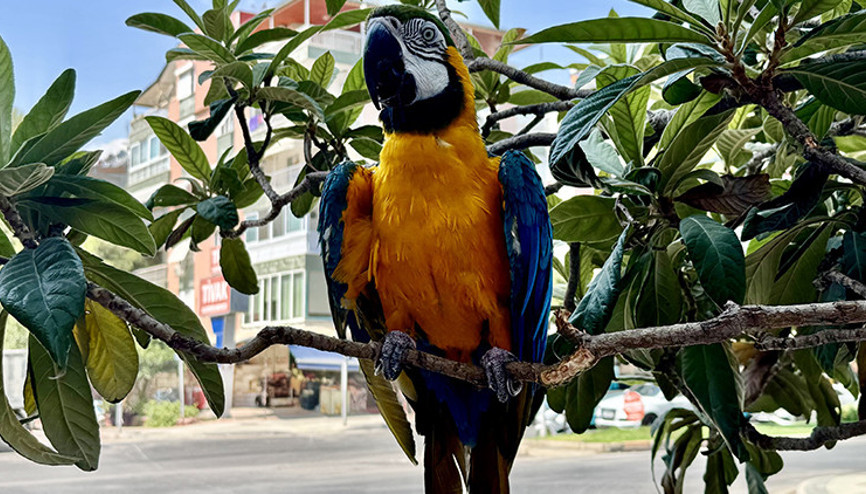 Antalyada çalındığı öne sürülen papağan bulundu