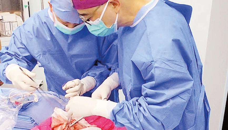 Domuzdan akciğer nakli