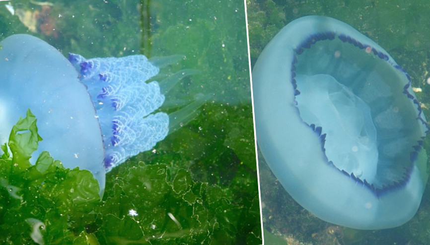 Gemlik Körfezinde ilk kez bu kadar yoğunlaştı Marmara Denizi ağır yaralı