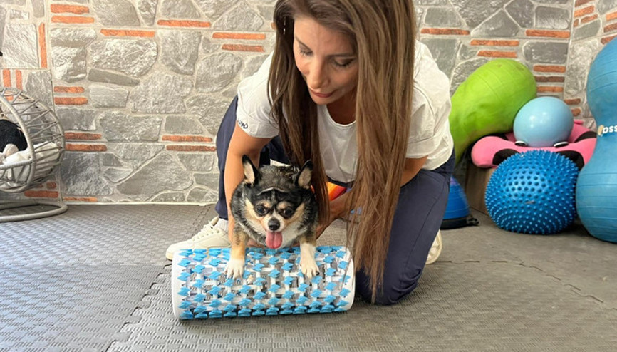 Görme engelli obez köpek Mia, pilates ve yüzmeyle zayıflıyor Sürekli yemek yiyip yatmak istiyordu