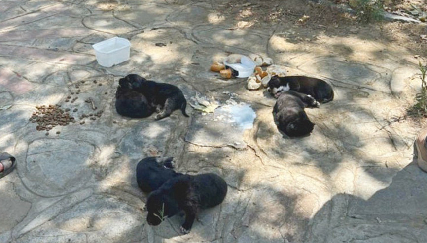 Hayvan katliamı: 10 köpek ile 5 kedi öldü