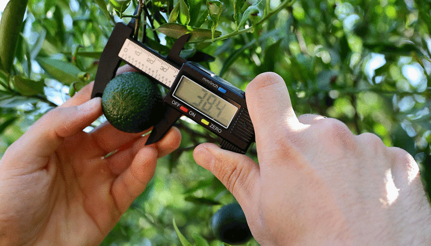 Yeşil Bodrum mandalinası vatandaşla buluşuyor