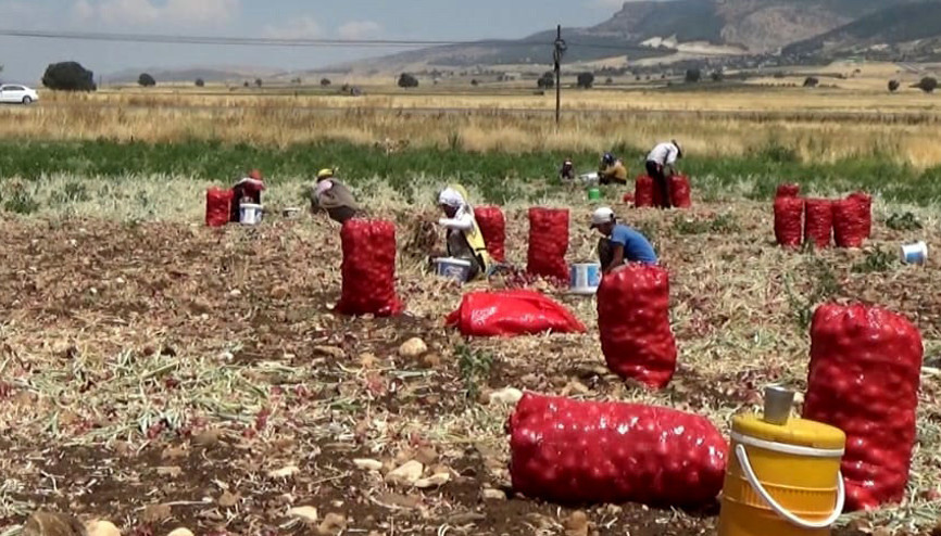 Hasadı yapılan soğan tarlada 3 TLye satılıyor Hasadı yapılan soğan tarlada 3 TLye satılıyor