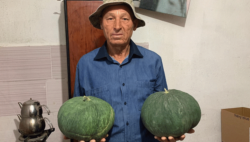 Dededen kalan tohumla Çavuşlar kavununu yeniden canlandırdı