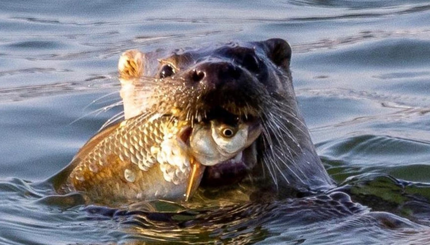 Geçen yıl Silivride bu yıl Tekirdağda görüldü Bu bir tesadüf değil