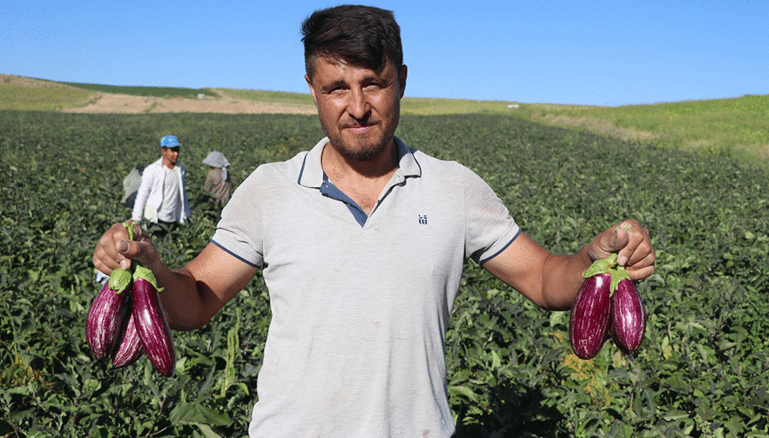 Kayserinin coğrafi işaretli Yamula patlıcanında hasat başladı Kayserinin coğrafi işaretli Yamula patlıcanında hasat başladı