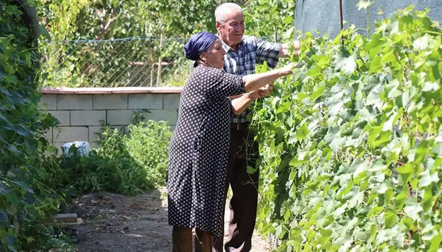 Ahıska Türkü çift, Ukraynadan getirdiği fidanlarla Erzincanda 70 çeşit üzüm yetiştiriyor Ahıska Türkü çift, Ukraynadan getirdiği fidanlarla Erzincanda 70 çeşit üzüm yetiştiriyor